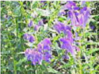 CHIẾT XUẤT TỪ CÂY HOÀNG CẦM Cây Hoàng Cầm (Scutellaria) là một chi thực vật có hoa trong họ Hoa môi (Lamiaceae). Chiết xuất từ cây Hoàng Cầm ngăn ngừa da thô ráp và giúp giữ ẩm.